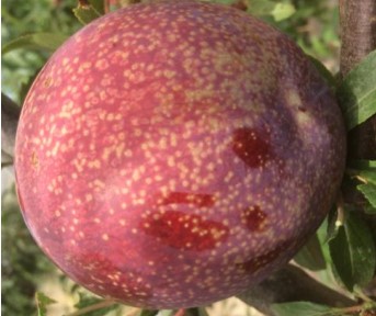 CI 503